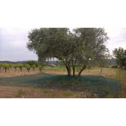 Filet de récolte vert anti-UV fendu double trame 50gr / m2 pour olives, châtaignes, amandes et noisettes
