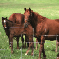 Grillage Noué "Lourd" type Chevaux, Cochons, Bovins - Rouleau 50 m